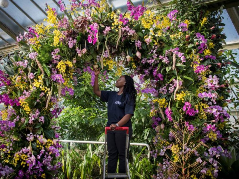 Orchids Festival 080218 Royal Botanic Gardens Kew 2018